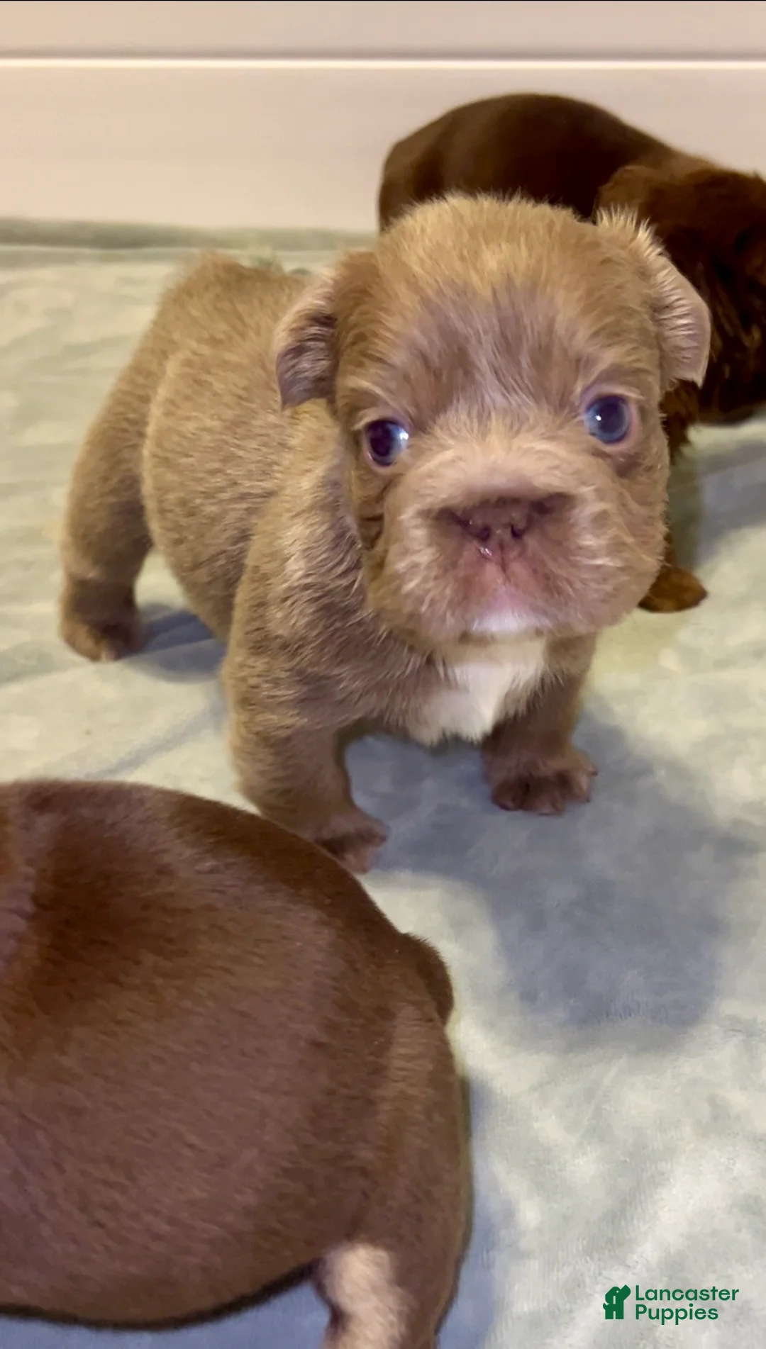 French Bulldog dogs for sale: Truffles Isabella Big Rope Fluffy - Ad 2