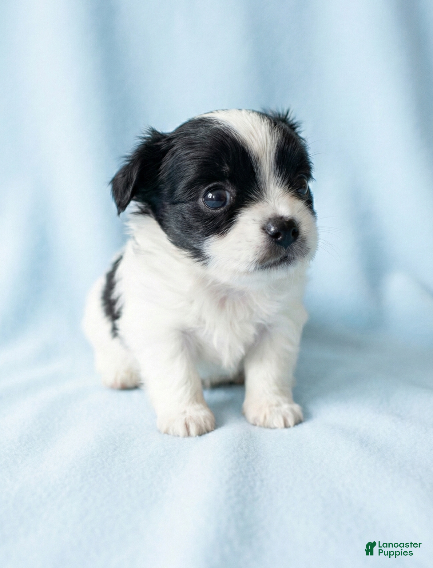 Mixed Breed dogs Edward - Ad 2