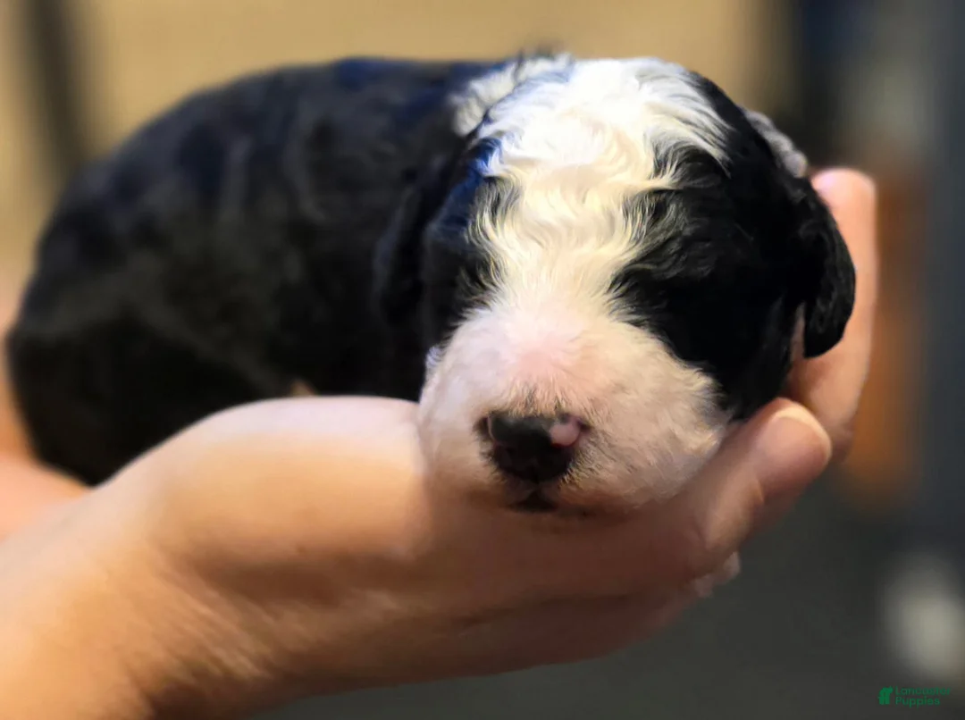 Mini Bernedoodle dogs for sale: Draven - Ad 1