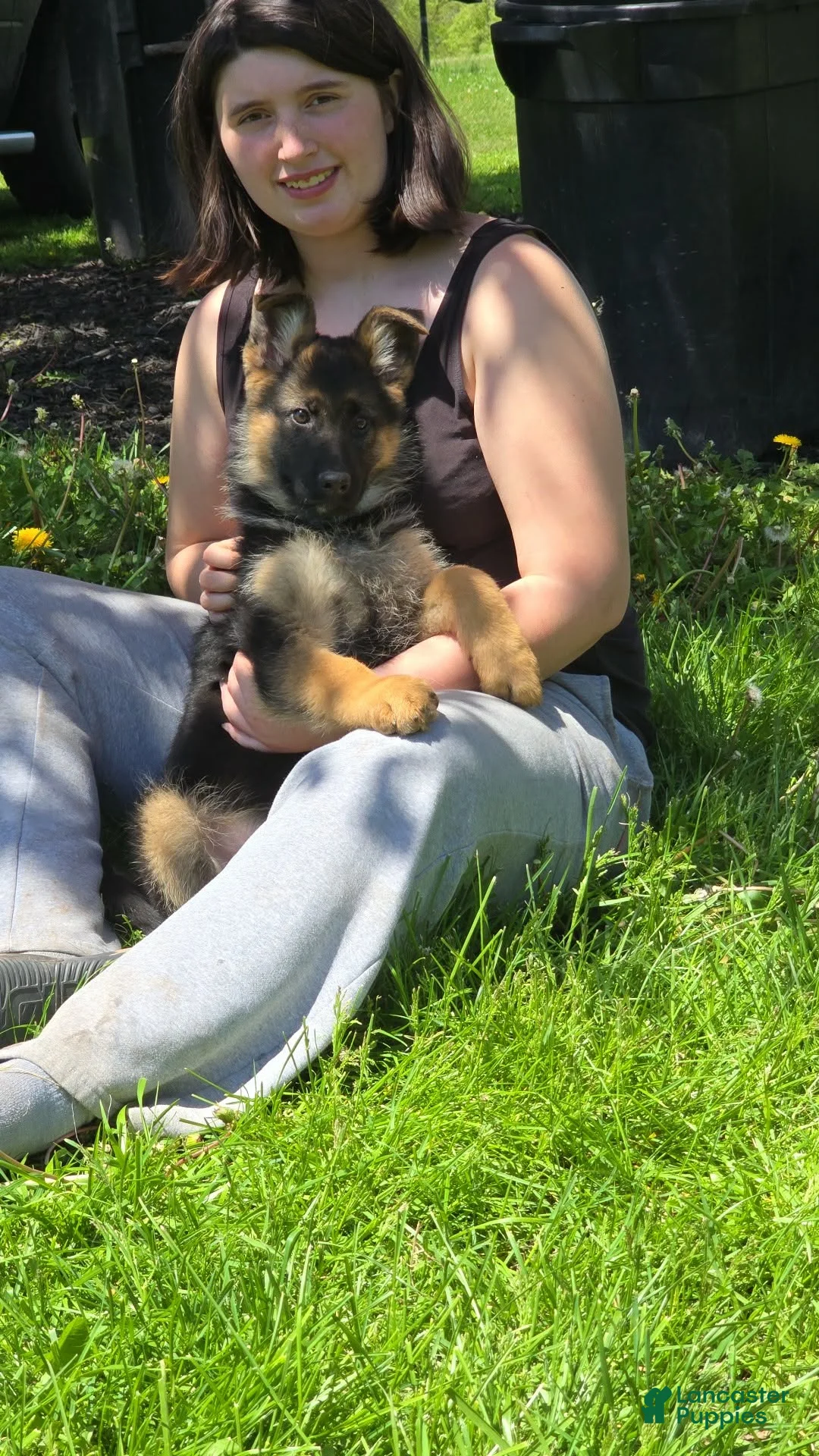 German Shepherd dogs for sale: German Shepherd Puppy 1 - Ad 1
