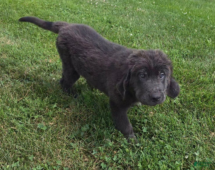 Newfoundland dogs Rusty - Ad 2