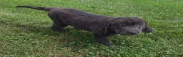 Newfoundland dogs for sale: Rusty - Ad 2