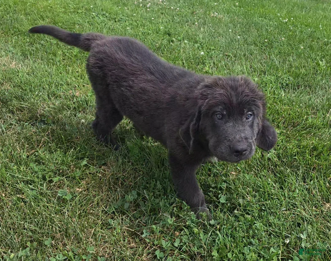 Newfoundland dogs for sale: Rusty - Ad 2