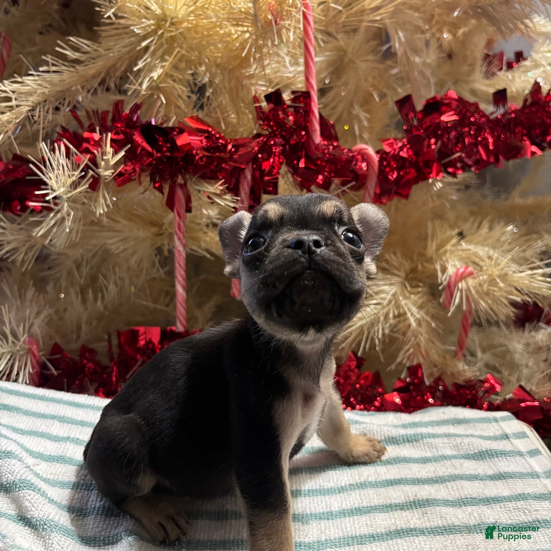 French Bulldog dogs for sale: Asher - Ad 1