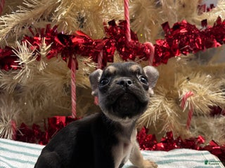 French Bulldog dogs French Bulldog Puppy 1 - Ad 35