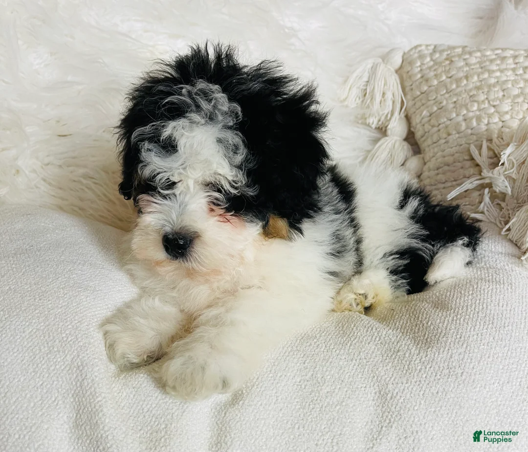 Mixed Breed dogs for sale: “Armani”-SPRING BREAK SALE - Ad 6