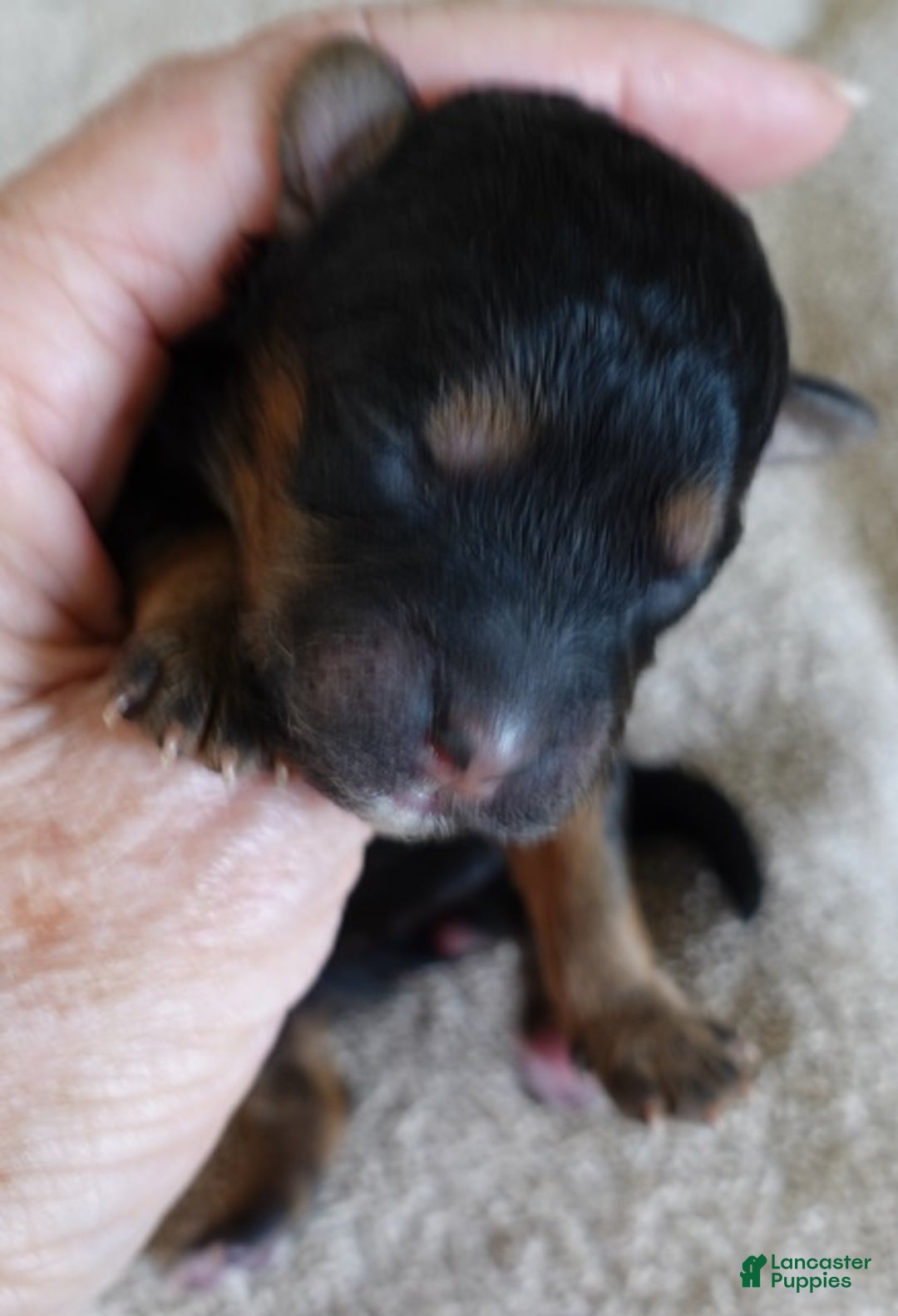 Maltipoo dogs for sale: Zircon - Ad 1