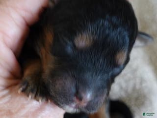 Maltipoo dogs Zircon - Ad 4