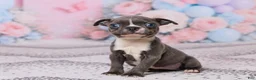 Boston Terrier dogs for sale: Jim - Ad 4