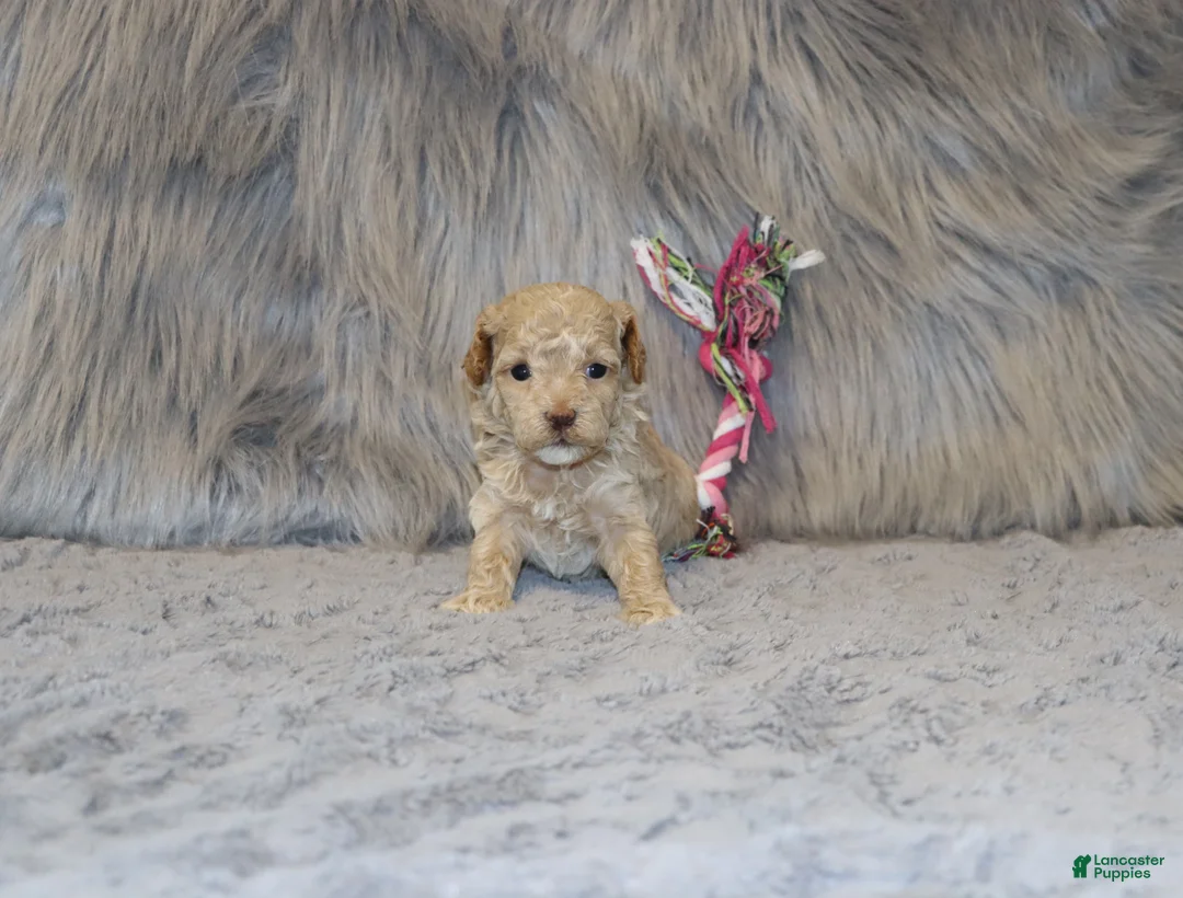 Havapoo dogs for sale: Apple Toy Size👨‍👨‍👦‍👦💞🐕 - Ad 13