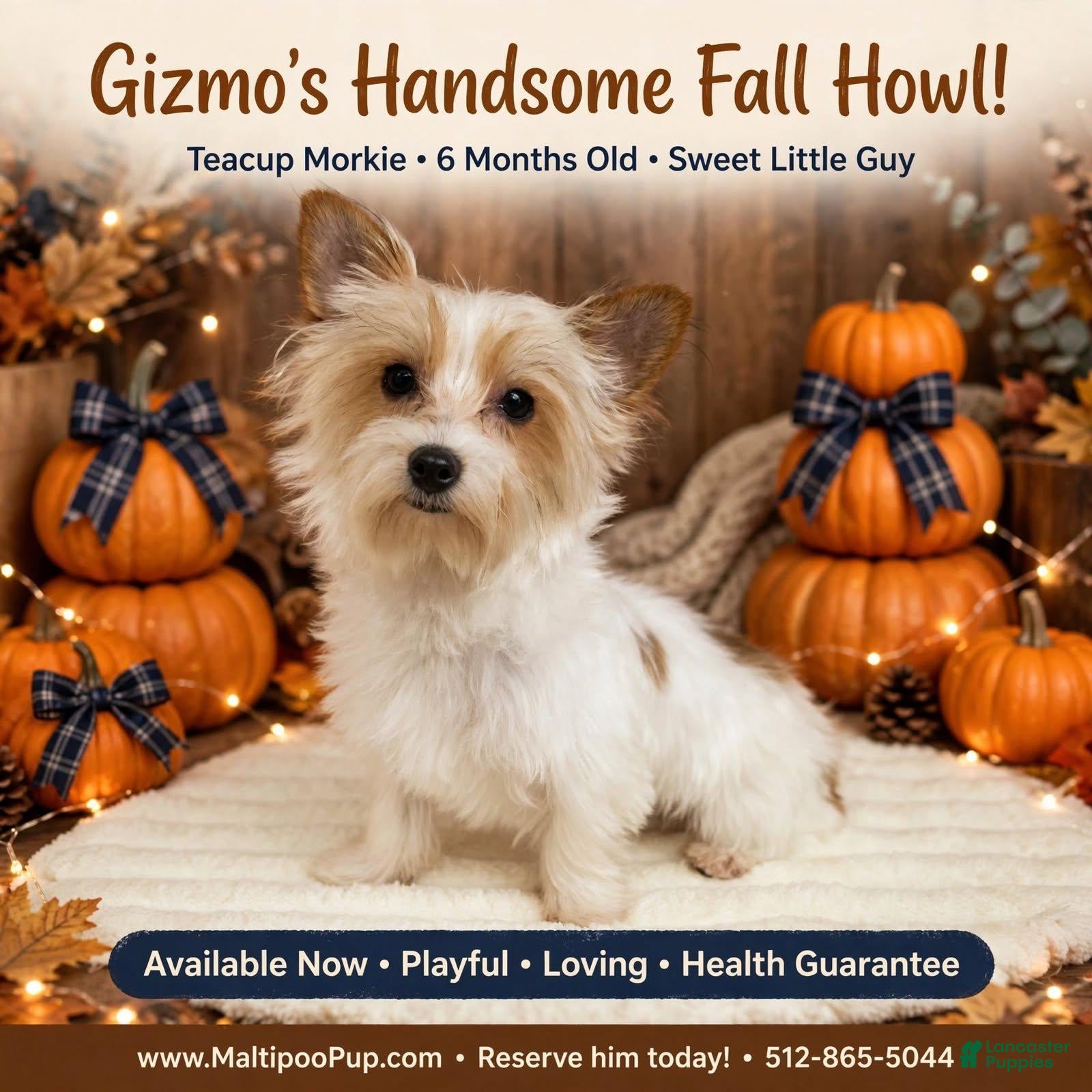 Morkie dogs Gizmo - Ad 20