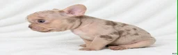 French Bulldog dogs for sale: Adak  - Ad 6