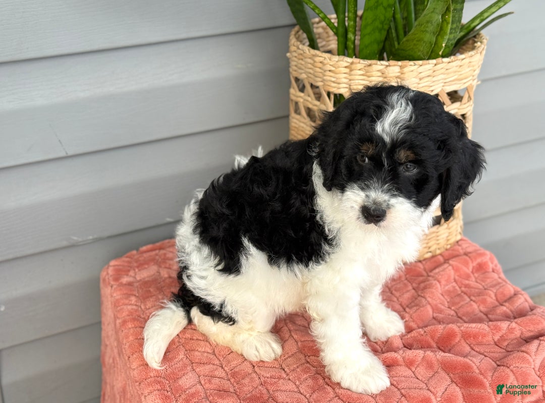 Mini Bernedoodle dogs for sale: Finn - Ad 11