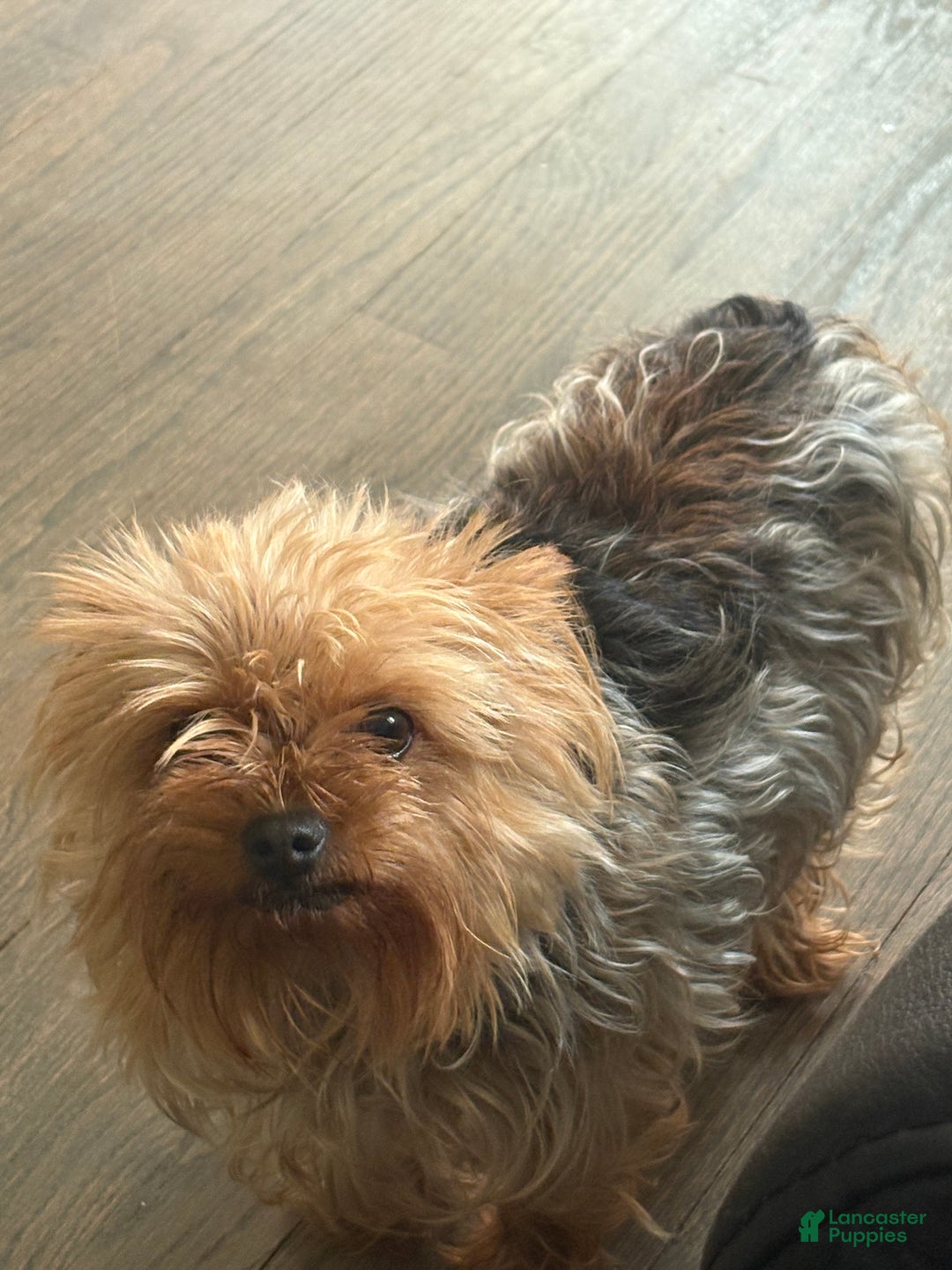 Yorkshire Terrier dogs for sale: Yorkshire Terrier Puppy 2 - Ad 2