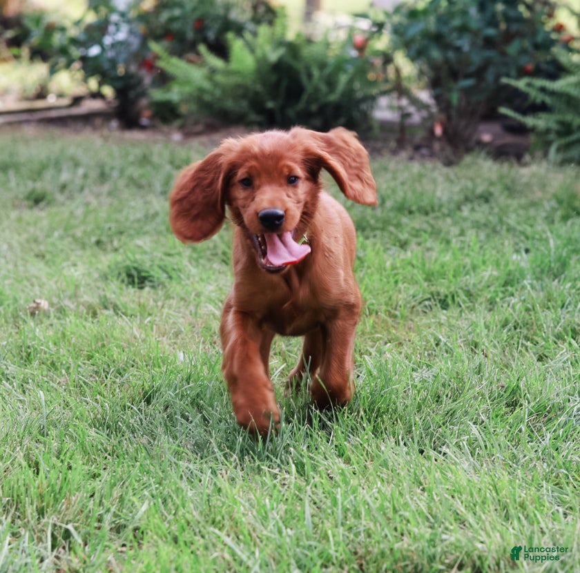 Irish Setter dogs Harrison  - Ad 2