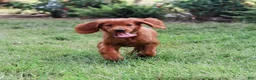 Irish Setter dogs for sale: Harrison  - Ad 2