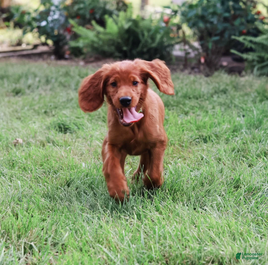 Irish Setter dogs for sale: Harrison  - Ad 2