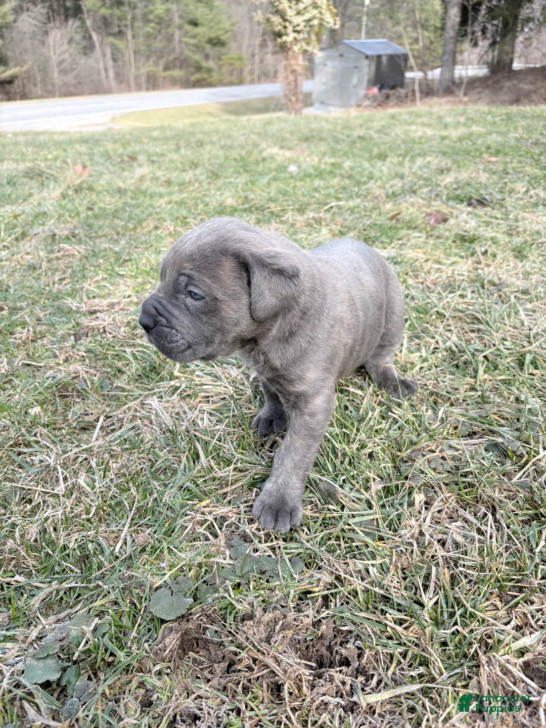 Cane Corso dogs for sale: Cane Corso Puppy 1 - Ad 2
