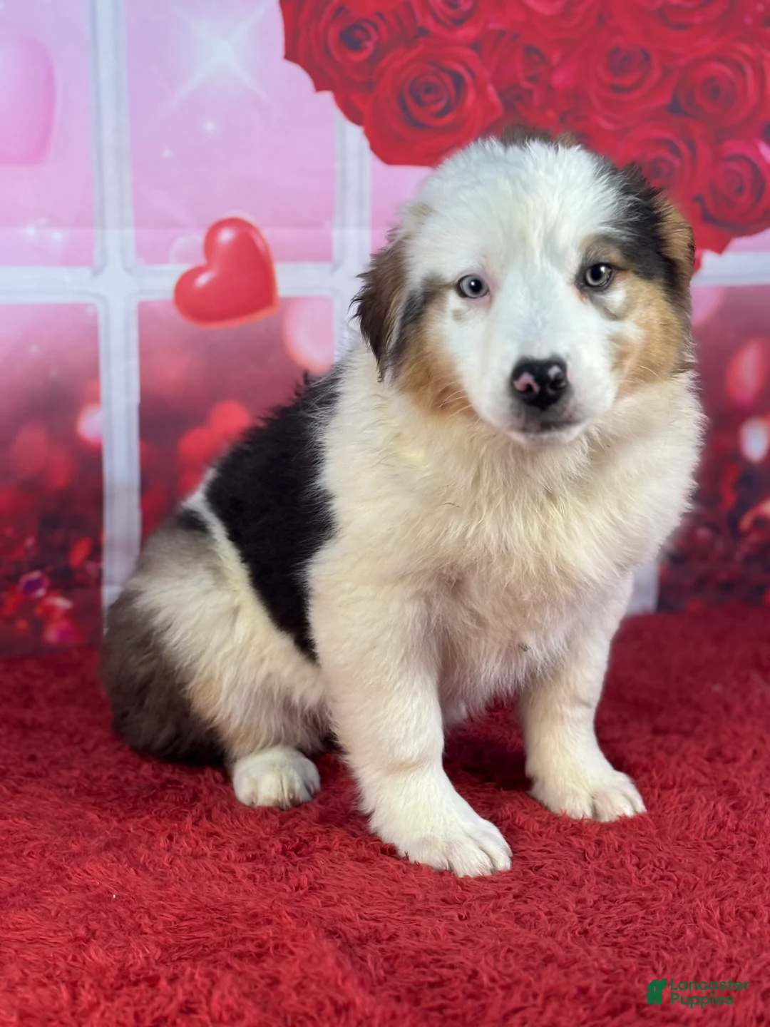 Miniature Australian Shepherd dogs for sale: Daisy - Ad 3