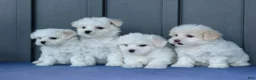 Maltese dogs for sale: OLENNA - Ad 21