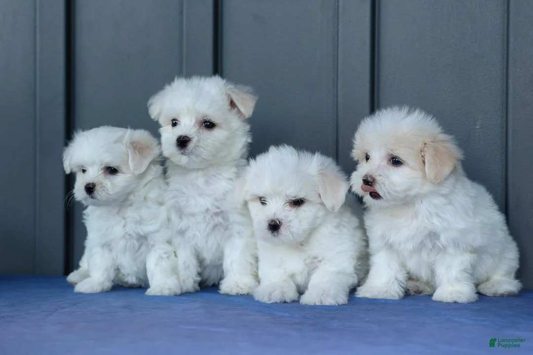 Maltese dogs for sale: OLENNA - Ad 21