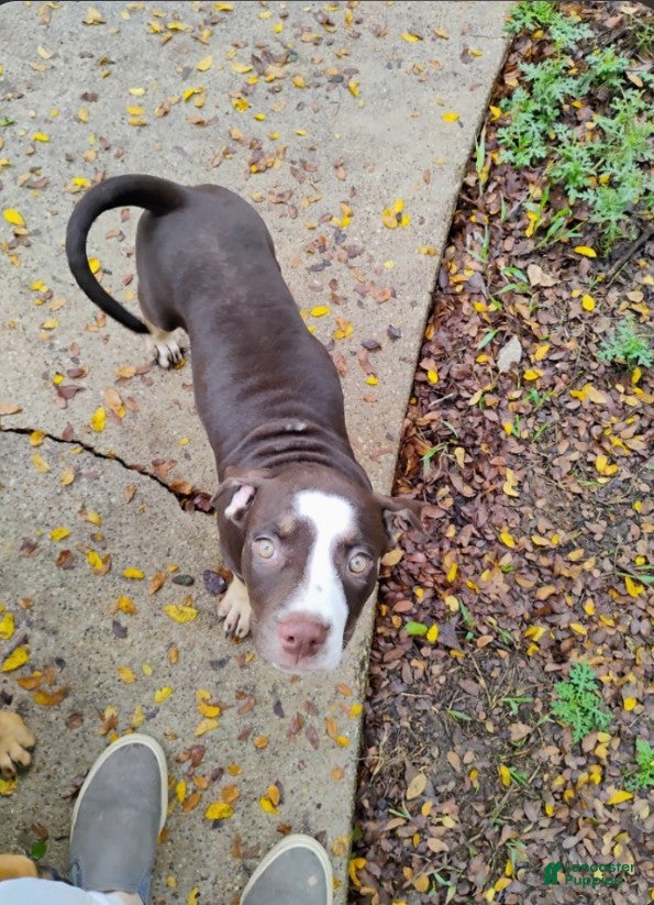 Staffordshire Bull Terrier dogs for sale: Staffordshire Bull Terrier 4 - Ad 8