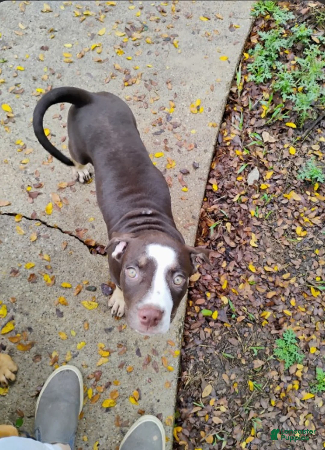 Staffordshire Bull Terrier dogs for sale: Staffordshire Bull Terrier 4 - Ad 1