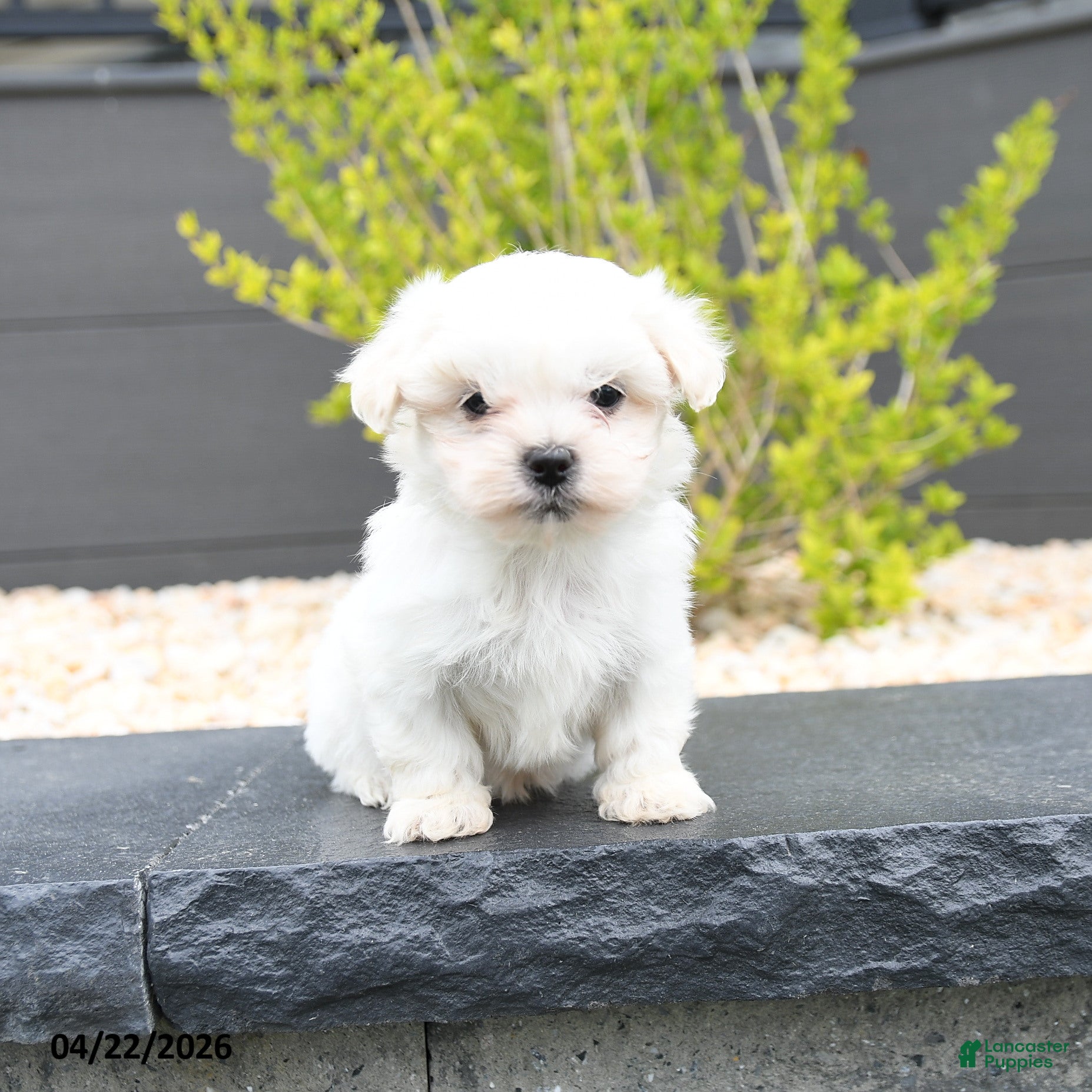 Mixed Breed dogs Cotton - Ad 2