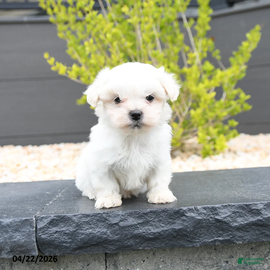 Mixed Breed dogs for sale: Cotton - Ad 2