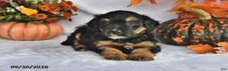 Bernedoodle dogs for sale: Cooper - Ad 4