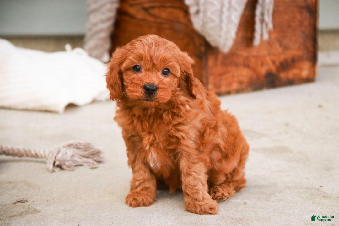 Cavapoo dogs for sale: Kash - Ad 6