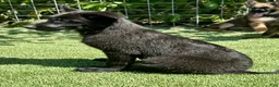 German Shepherd dogs for sale: German Shepherd 3 - Ad 5
