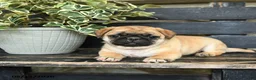 Pug dogs for sale: Ronald - Ad 2