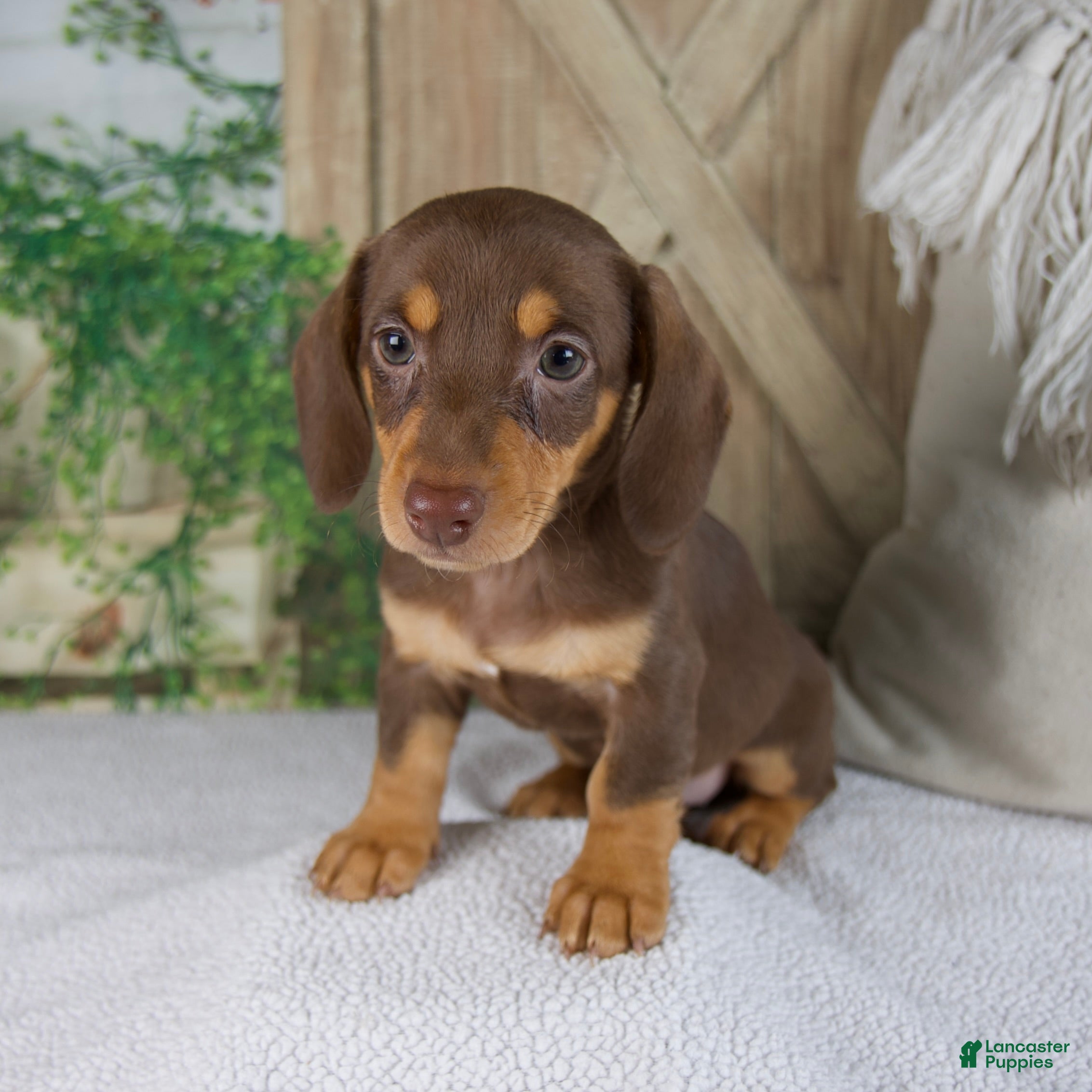 Miniature Dachshund dogs Blossom - Ad 1