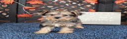 Yorkiepoo dogs for sale: BLUEBERRY - Ad 2
