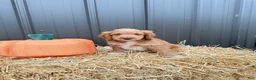 Cockapoo dogs for sale: Bentley - Ad 3