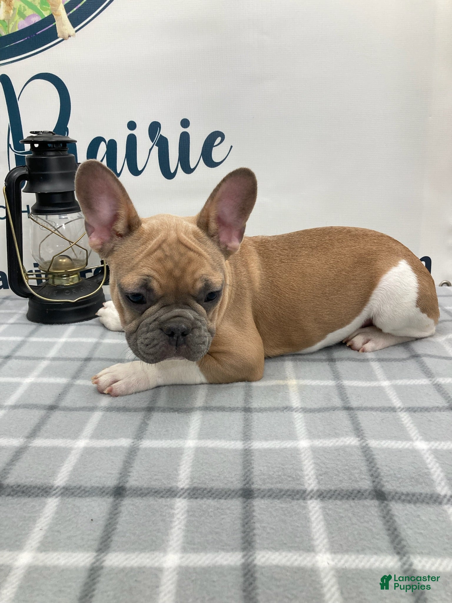 French Bulldog dogs Liam French Bulldog Puppy  - Ad 2