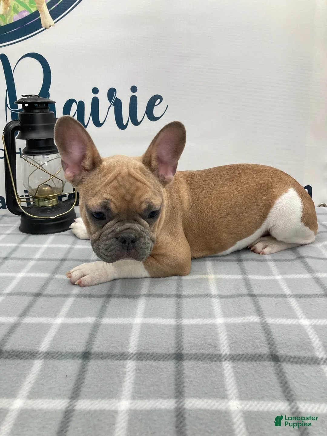 French Bulldog dogs for sale: Liam French Bulldog Puppy  - Ad 2