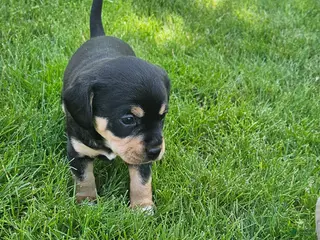 Mixed Breed dogs for sale: Buddy - Ad 1