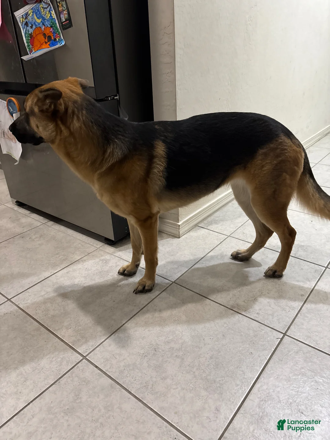 Gerberian Shepsky dogs for sale: Genesis - Ad 2