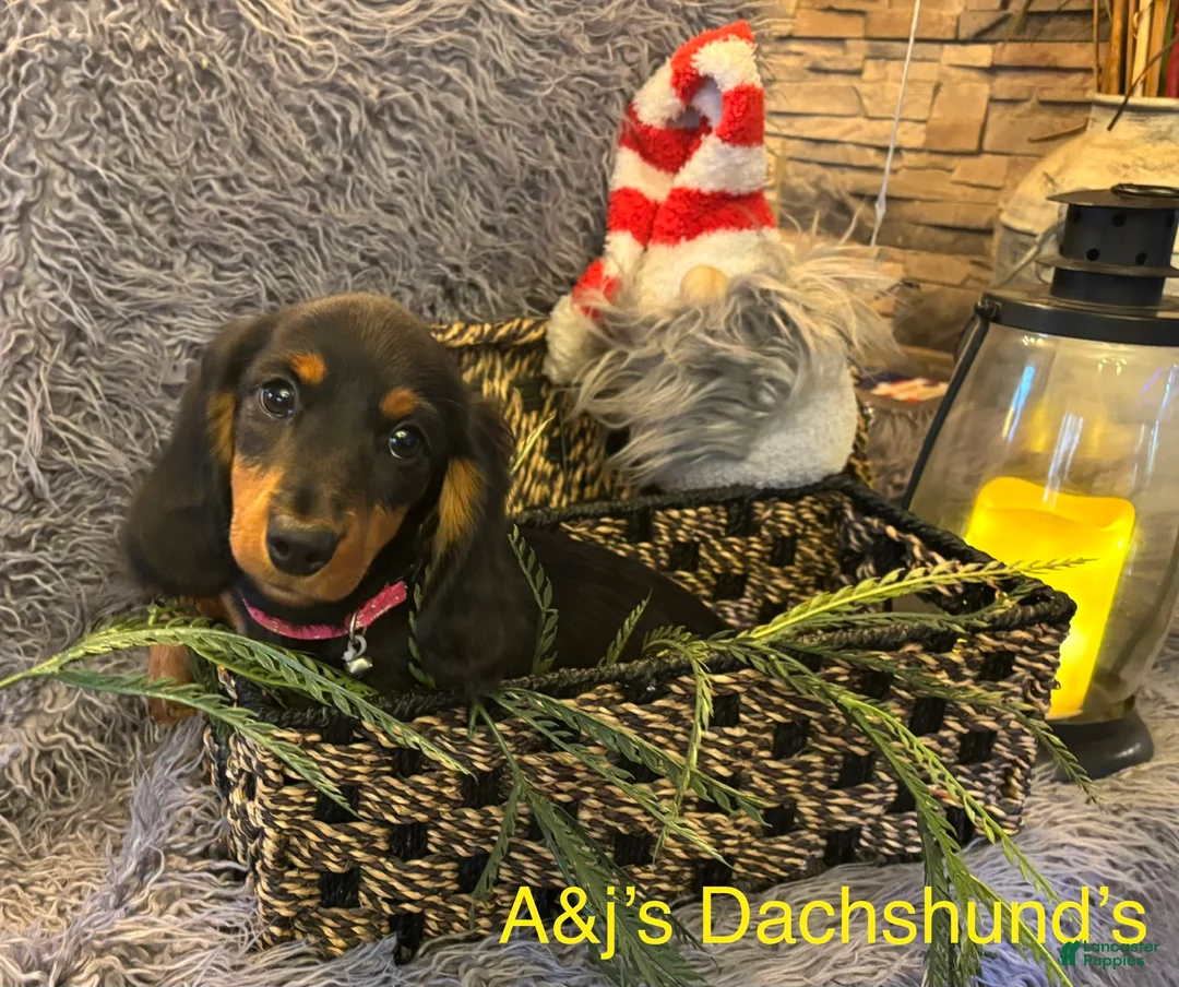 Miniature Dachshund dogs for sale: Miniature Dachshund Puppy 5 - Ad 2