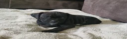 Puggle dogs for sale: Dolly - Ad 2