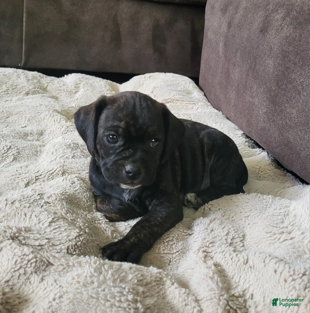 Puggle dogs for sale: Dolly - Ad 2
