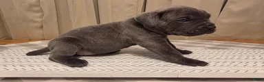 Cane Corso Puppy 4