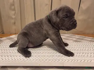 Cane Corso dogs for sale: Cane Corso Puppy 4 - Ad 4