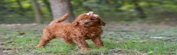 Goldendoodle dogs for sale: Allie - Ad 5