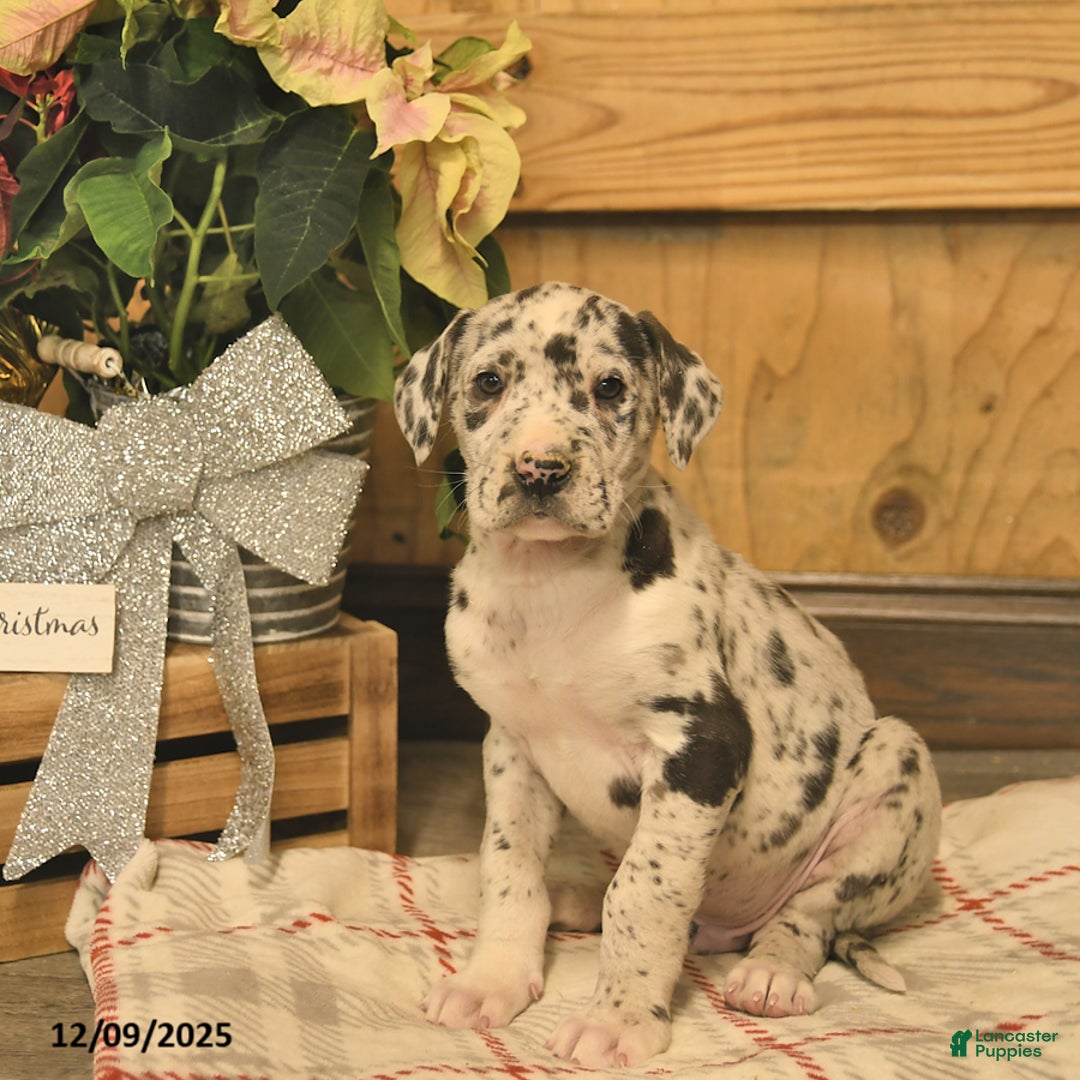 Great Dane dogs for sale: Albert  - Ad 1