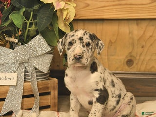 Great Dane dogs Albert - Ad 32