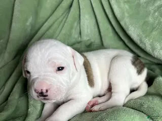 American Bulldog dogs American Bulldog Puppy 3 - Ad 6