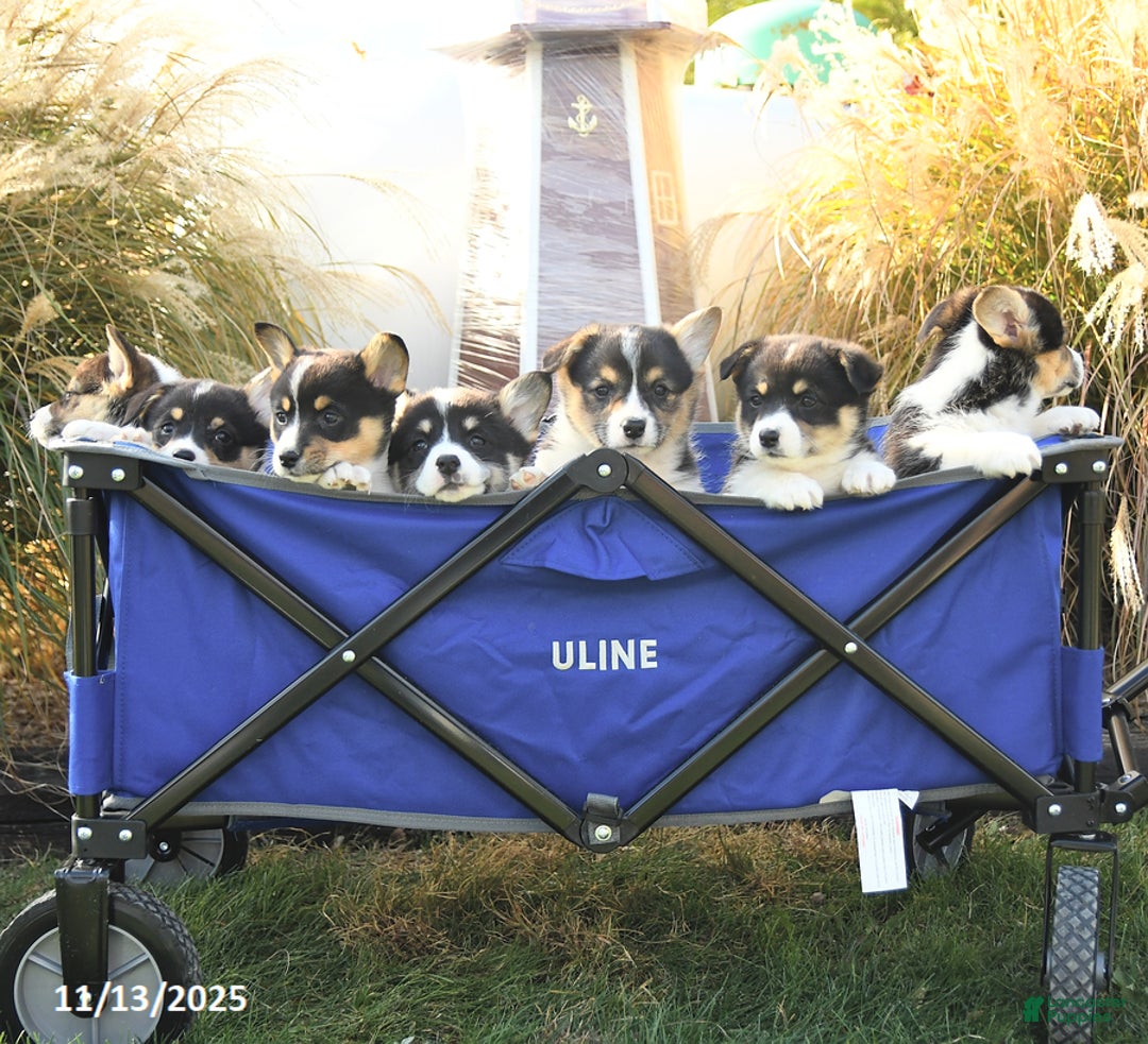 Welsh Corgi Pembroke dogs for sale: Sharlene - Ad 9